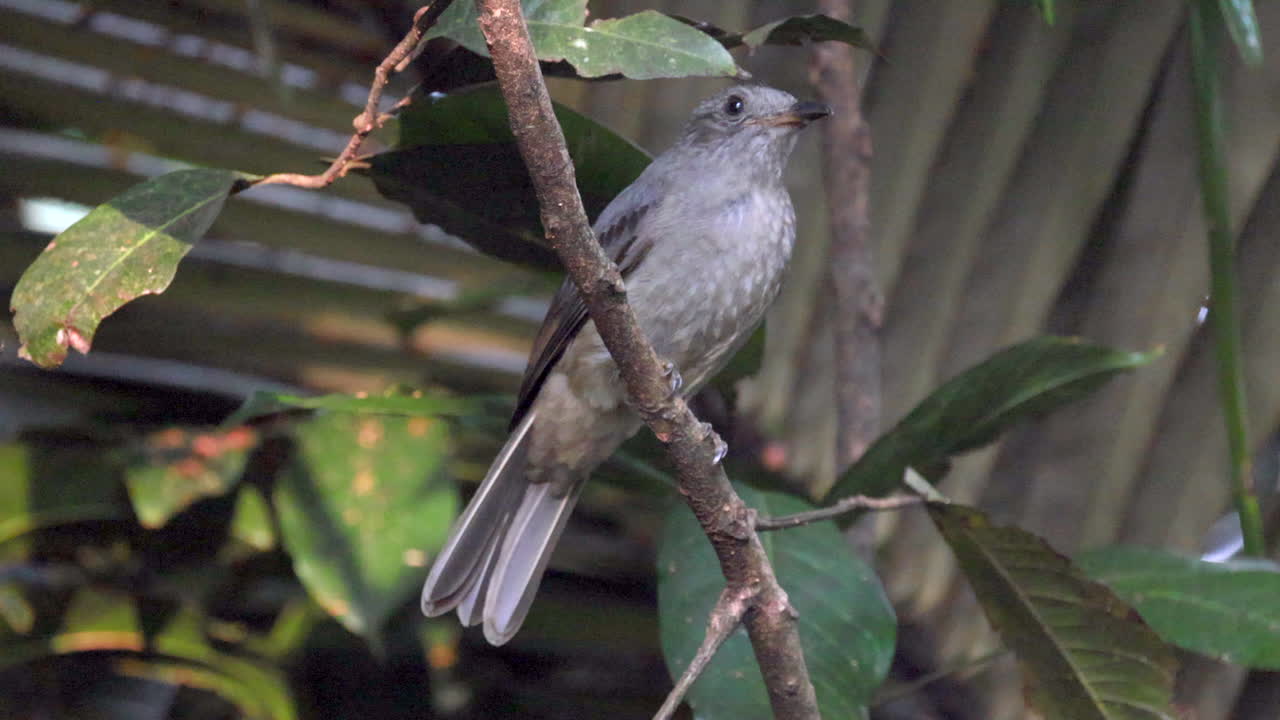 pájaro piha gritando en cámara lenta en el bosque tropical