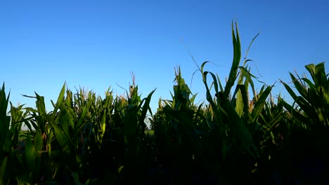 Vista-De-ángulo-Bajo-De-Un-Campo-De-Maíz-En-Una-Tarde-De-Verano