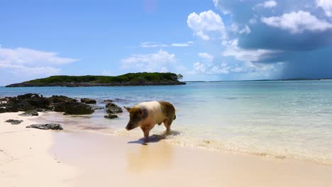 static video of a pig walking on a beach in exuma in the bahamas on pig island