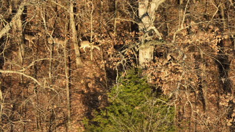 Autumn-woodland-scene-with-white-tail-deer-at-Lake-Swepco,-Arkansas