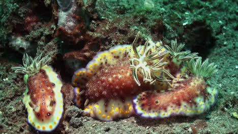 four-nudibranchs-chromodoris-collingwoodi-close-together,-one-larger-than-the-rest,-medium-shot-showing-all-body-parts