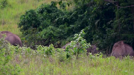 Los-Elefantes-Asiáticos-Son-Especies-En-Peligro-De-Extinción-Y-También-Son-Residentes-De-Tailandia