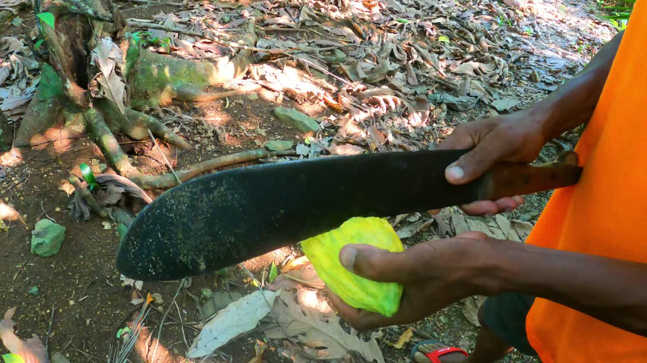 vista de un hombre africano cortando un cacao por la mitad y mostrando sus entrañas, são tomé, áfrica