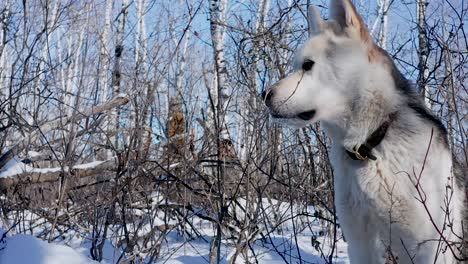 A-pet-husky-wolf-dog-explores-the-forest-on-a-cold-and-sunny-winter-day