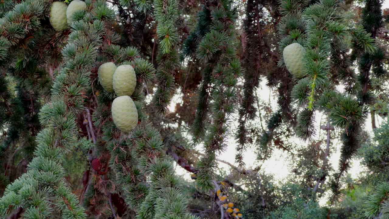 Forest with round coniferous trees