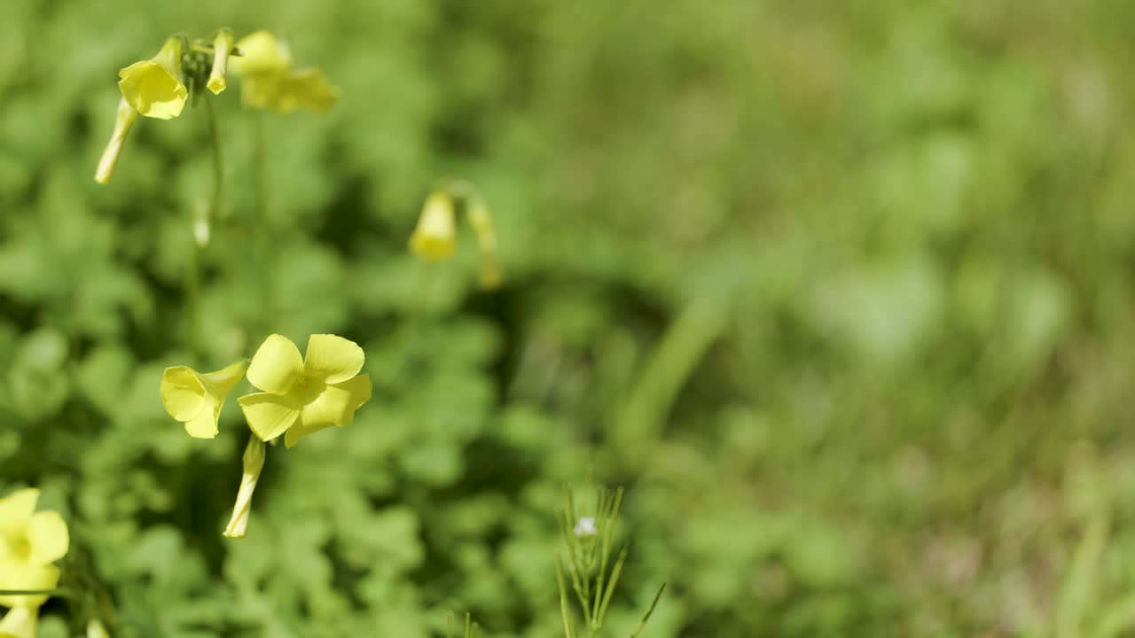 Yellow oxalis flower gently sways in sunlight, macro perspective, soft background blur, natural setting