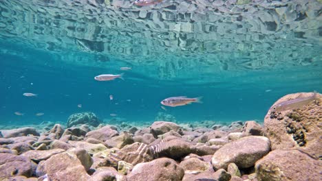 fish slowly swimming in very clear, transparent, shallow water