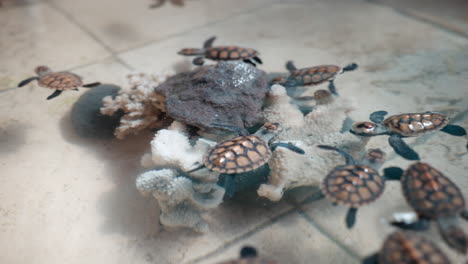 Cute-Hawksbill-hatchlings-swimming-in-tank-at-Bali-turtle-sanctuary