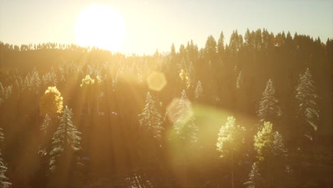 rays of the sun make their way through the branches