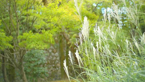 Hierba-Verde-Y-Hojas-Que-Soplan-En-El-Viento-En-El-Fondo-En-Kyoto,-Japón-Iluminación-Suave-4k