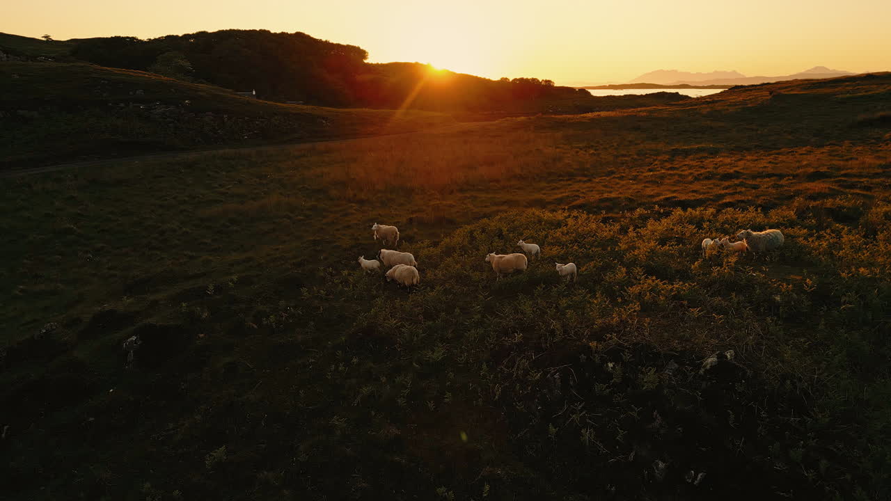 Sheep Grazing at Sunset in Scottish Highlands