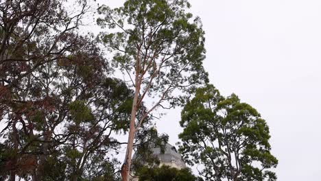 tree in front of melbourne museum building