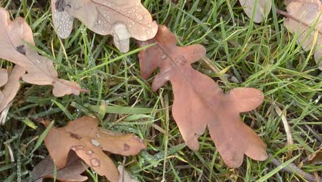 Pfanne-Mit-Herbstblättern-Im-Feld,-Nach-Dem-Regen