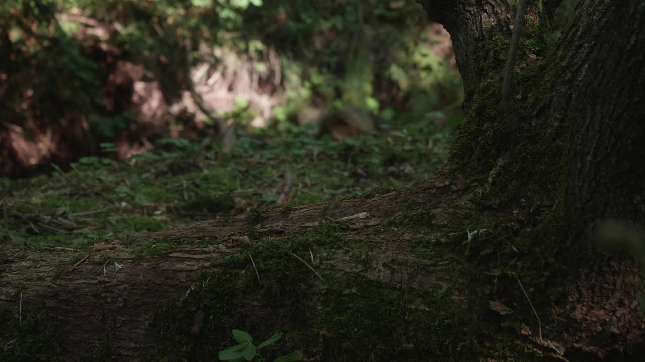 Un primo piano sotto un possente tronco d'albero in una foresta suggestiva, dove la luce del sole filtra attraverso la fitta chioma.