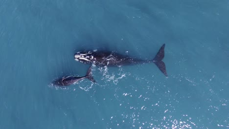 Two-Whales-leave-the-breeding-grounds-to-go-to-the-feeding-area---Aerial-top-down-view