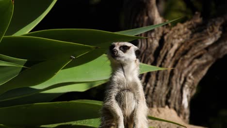 meerkat standing alert near large green leaves