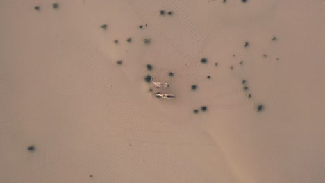 imágenes de drones en 4k, una carretera entre el desierto, la mitad de la carretera del desierto de dubái, el paisaje geológico del alto desierto de dunas en los emiratos árabes unidos, videos de drones