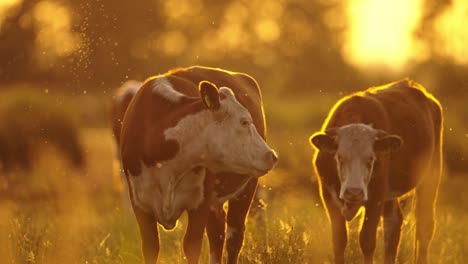 cows at sunset