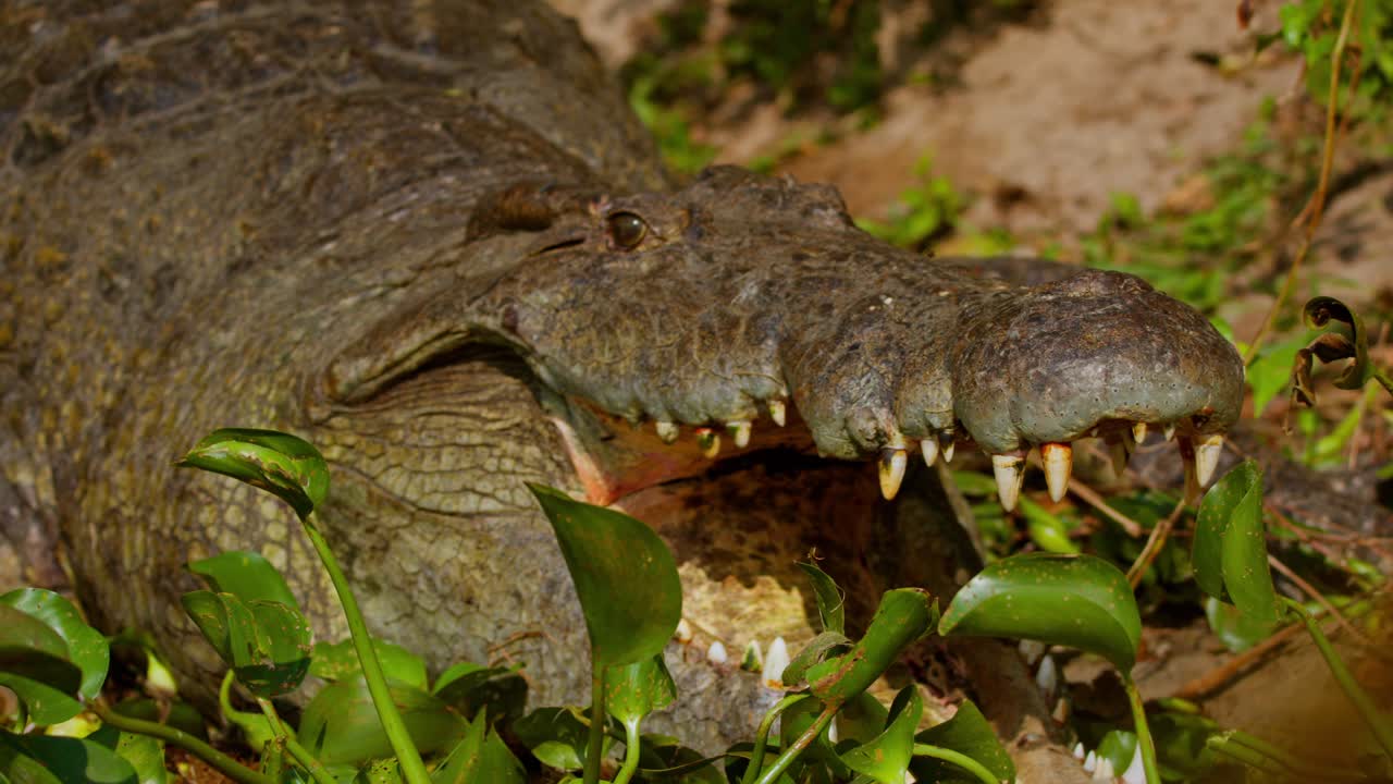 In a slow pan, Nile crocodile (Crocodylus niloticus) is captured resting with its mouth open on the muddy banks of the Nile River in Murchison Falls National Park, Uganda, revealing its powerful jaw.