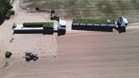 loading green tufts of grass for transport and sale on trucks on a grass farm, general roca - drone shot