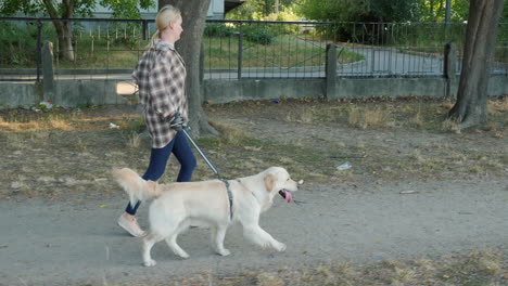 woman walking golden retriever in park