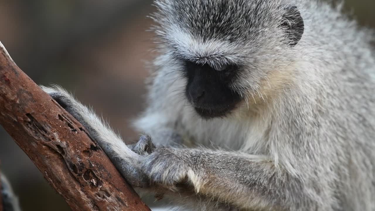 un primer plano medio de un mono vervet acicalándose el pie, parque nacional kruger
