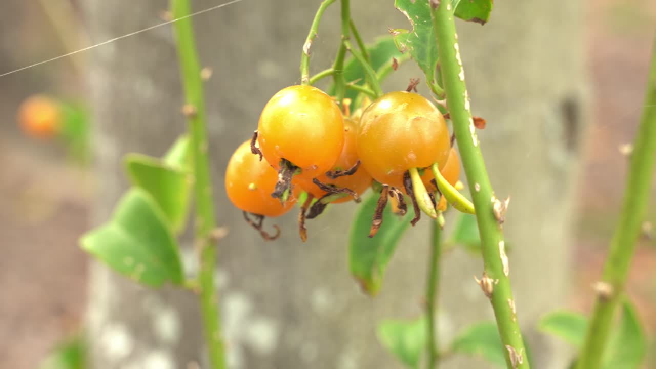 포도나무에 매달린 오렌지 은 바르바도스 거스베리 (barbados gooseberry) 의 근접 촬영 열대 과일 식물원