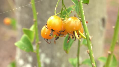 close up shot of orange ripe barbados gooseberry hanging on vine ripe and ready for harvest tropical fruit botanical garden