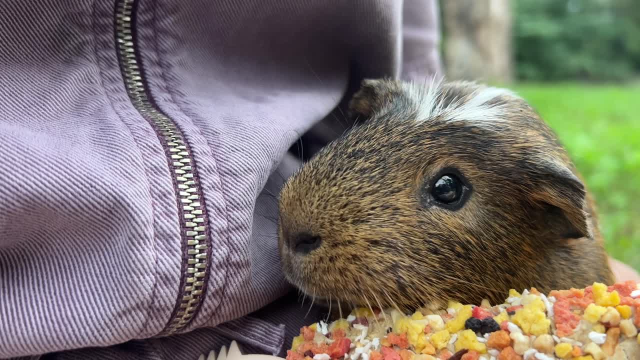 기니피그 먹는 것