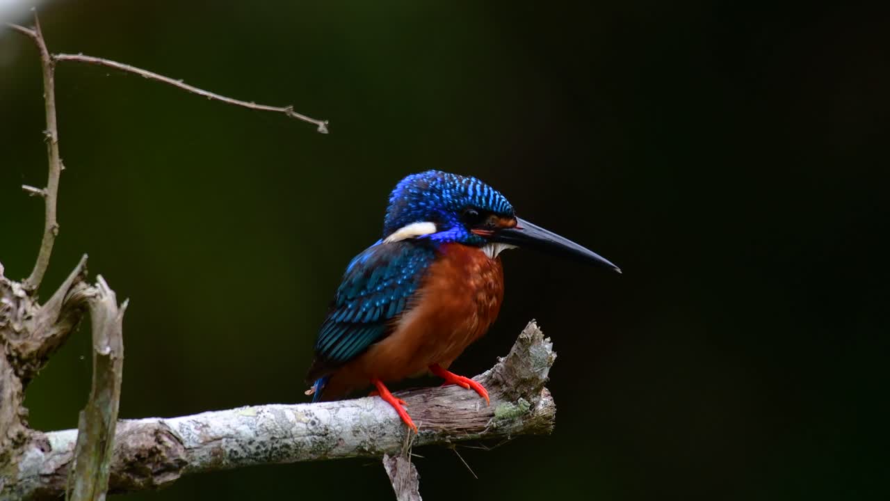 el martín pescador de orejas azules es un pequeño martín pescador que se encuentra en tailandia y es buscado por los fotógrafos de aves debido a sus hermosas orejas azules, ya que también es un pájaro lindo para observar