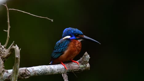 El-Martín-Pescador-De-Orejas-Azules-Es-Un-Pequeño-Martín-Pescador-Que-Se-Encuentra-En-Tailandia-Y-Es-Buscado-Por-Los-Fotógrafos-De-Aves-Debido-A-Sus-Hermosas-Orejas-Azules,-Ya-Que-También-Es-Un-Pájaro-Lindo-Para-Observar