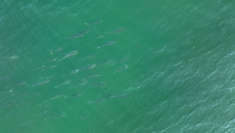 Antena-De-Arriba-Hacia-Abajo-De-La-Escuela-De-Lubina-Rayada-Nadando-En-El-Mar-De-Agua-Salada