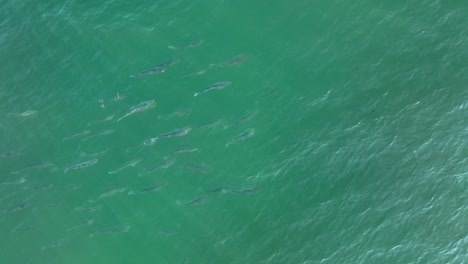 antena de arriba hacia abajo de la escuela de lubina rayada nadando en el mar de agua salada