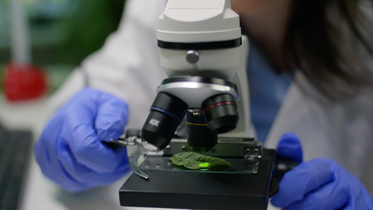 Closeup of chemist researcher hands looking at leaf sample