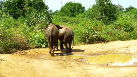 dos elefantes asiáticos luchando en la carretera en el parque nacional de sri lankan