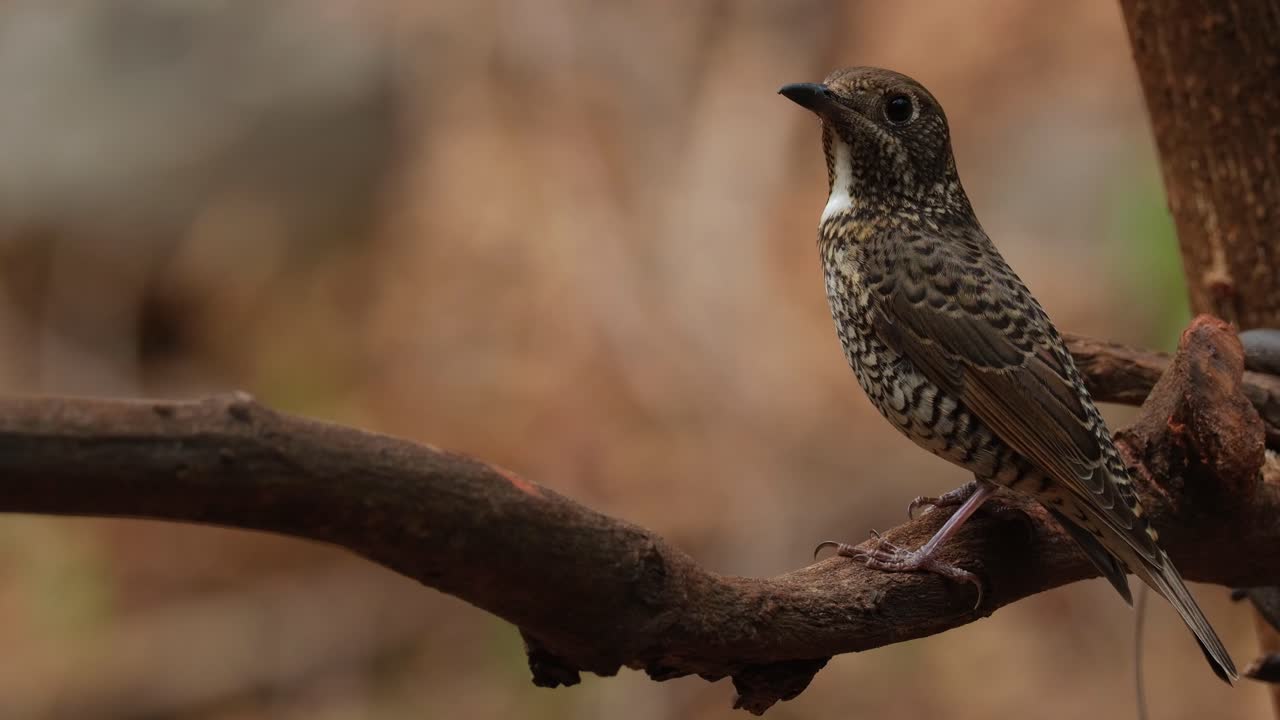 mirando hacia la izquierda mientras la cámara se aleja, monticola gularis hembra, tailandia