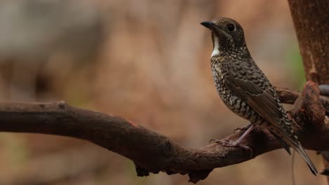 mirando hacia la izquierda mientras la cámara se aleja, monticola gularis hembra, tailandia