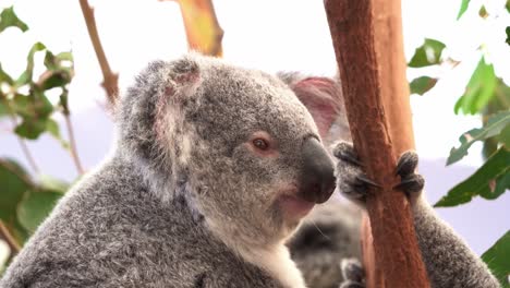 Lindo-Koala,-Phascolarctos-Cinereus-Con-Pelaje-Gris-Esponjoso,-Aturdido-Y-Soñando-Despierto-Durante-El-Día-En-El-árbol,-Primer-Plano