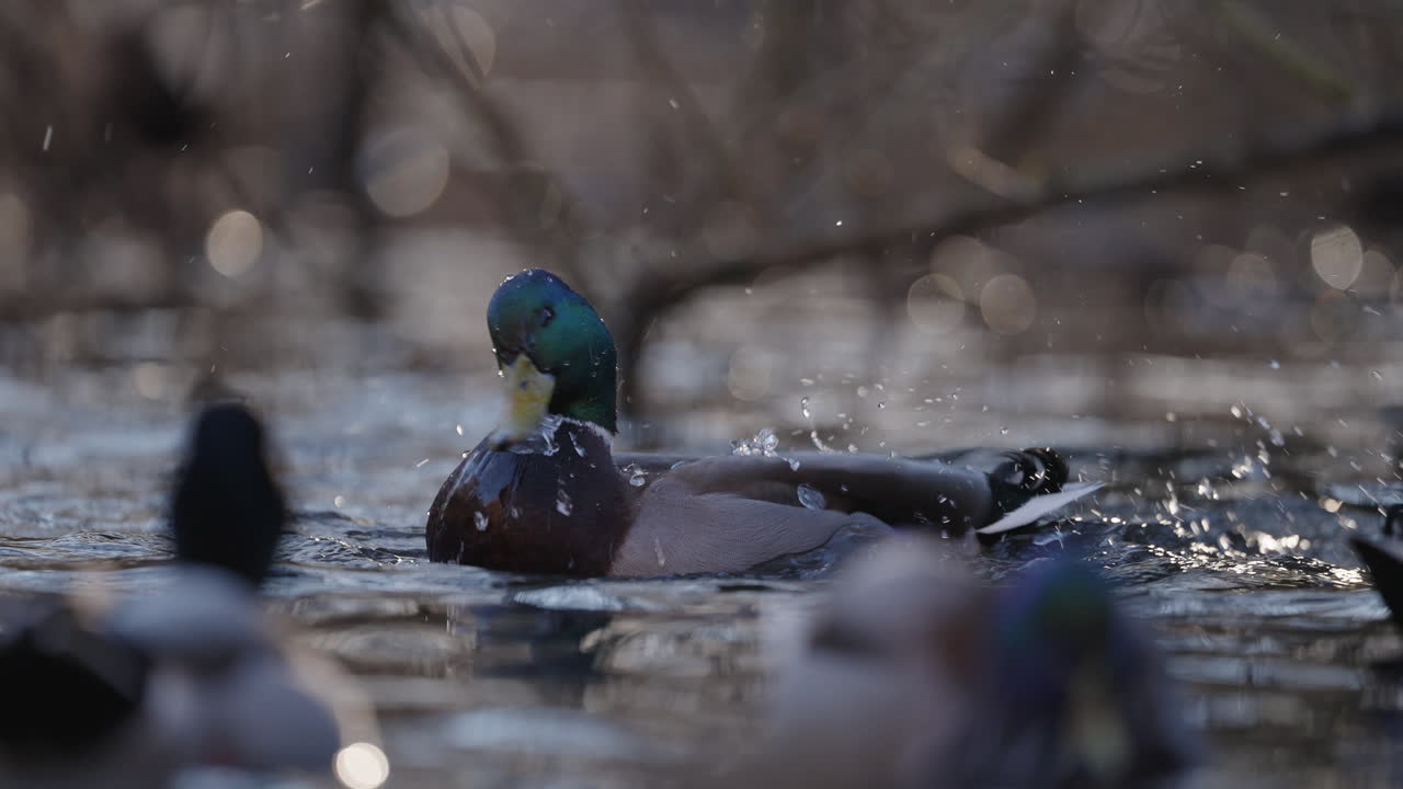 Ducks swimming in a pond on a sunny day