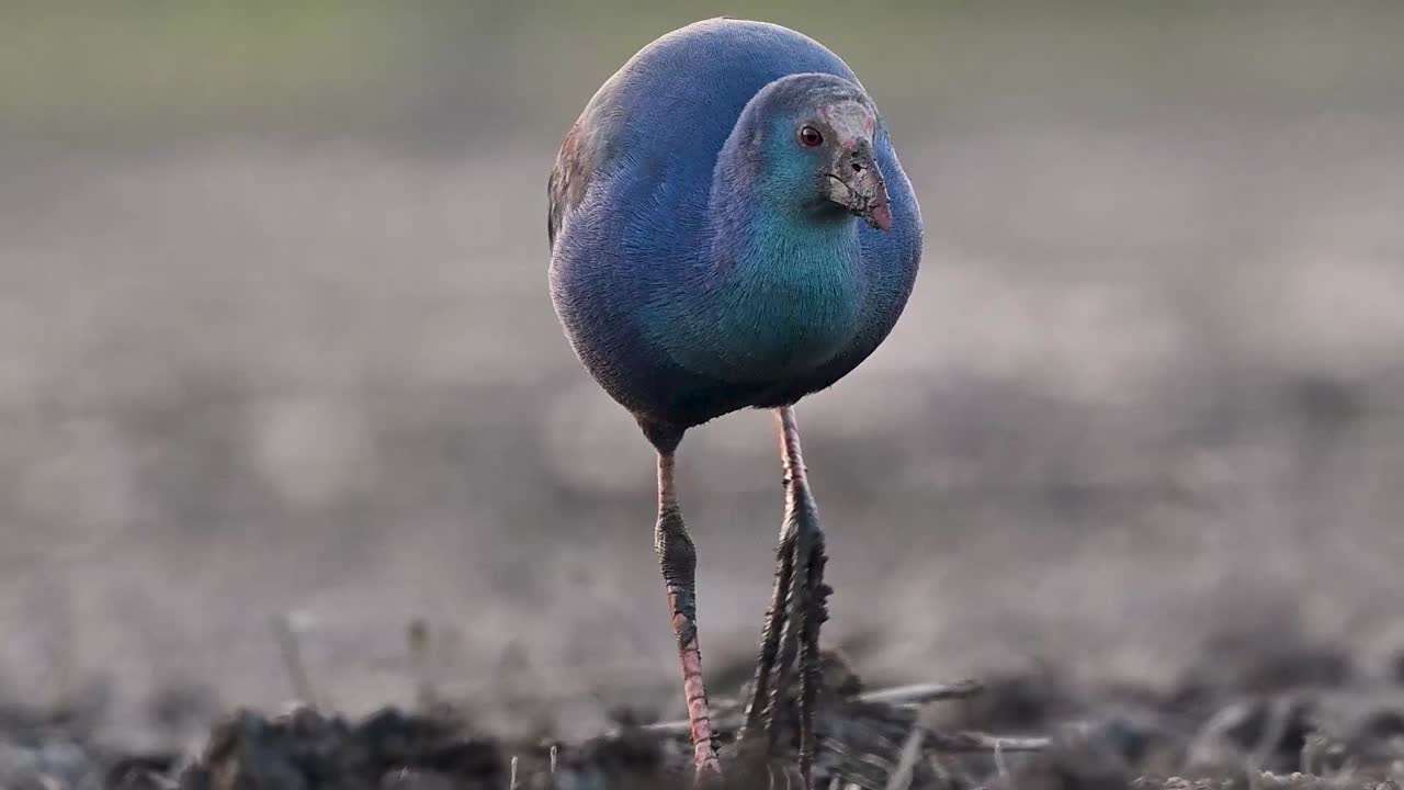 Un vivace Pollo sultano testagrigia cammina costantemente verso la fotocamera, mettendo in mostra le sue brillanti piume blu e il becco rosso e spesso.