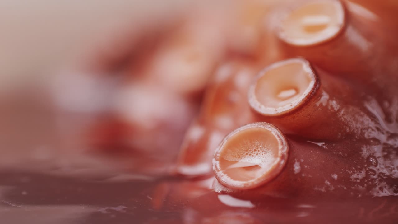 Octopus cooking, chef Boiling fresh octopus on restaurant kitchen, healthy food, seafood cafe in spain, traditional asian japanese spanish and mediterranean dish.