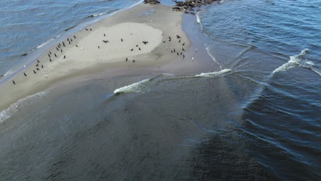 Una-Gran-Manada-De-Focas-Con-Cormoranes-Y-Otras-Especies-De-Aves-Descansando-Juntas-En-Una-Isla-De-Arena-En-La-Reserva-Mewia-Lacha,-Frente-A-La-Costa-Polaca-En-El-Mar-Báltico.