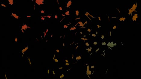 Autumn-leaves-falling-on-black-background