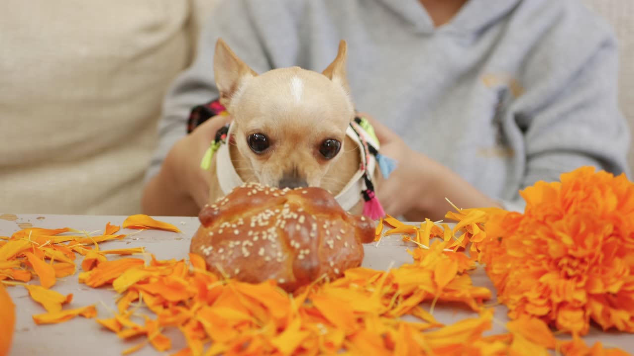 웃긴 치후아와 개는 휴가를 먹고 죽은 사람의 을 구워