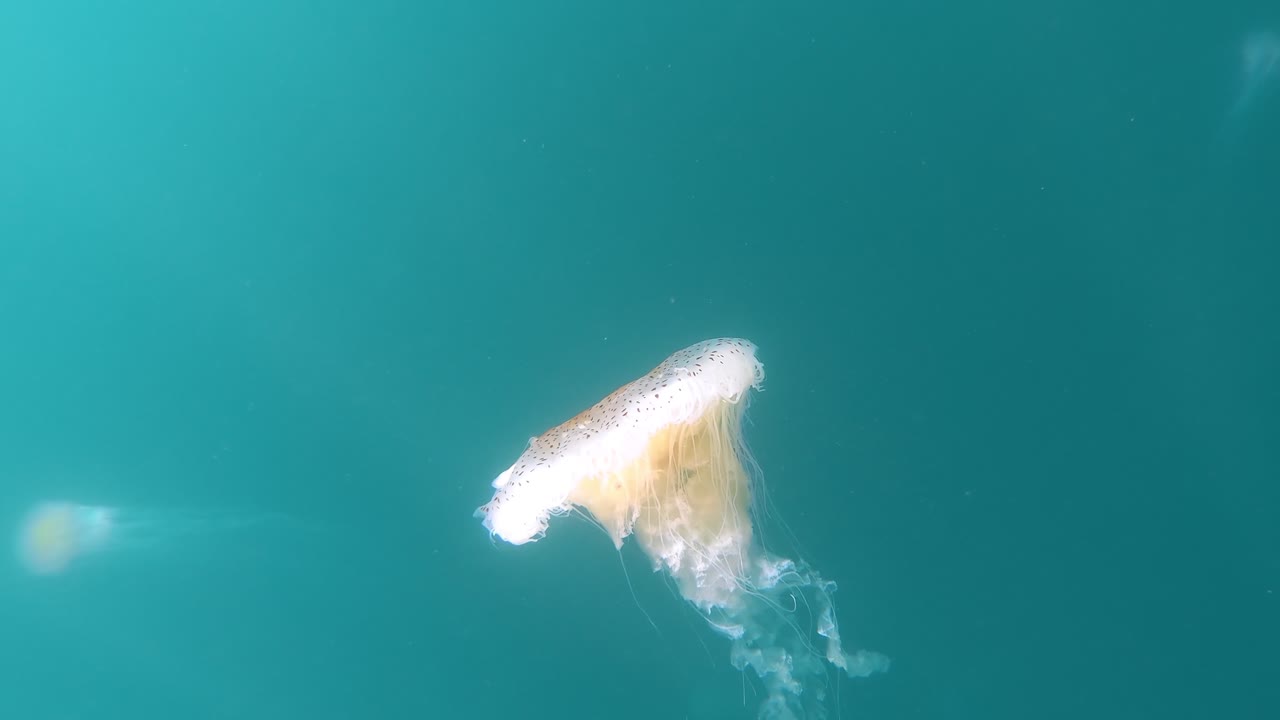 Solitary white-spotted jellyfish suspended in brilliant turquoise water with golden-brown markings and flowing tentacles evoking tranquil isolation
