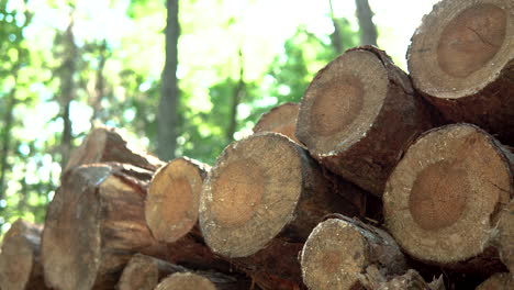 Stapel-Von-Holzstämmen-Mit-Verschwommenem-Wald-Im-Hintergrund