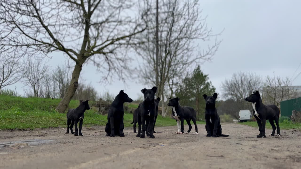 Seven puppies of black and white color hungry on the road. Doggy siblings looking for food, scared of people.