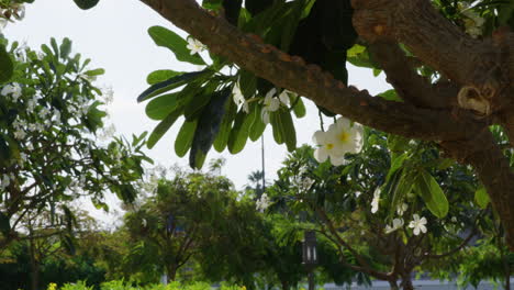 a tree branch and white flowers, handheld medium shot