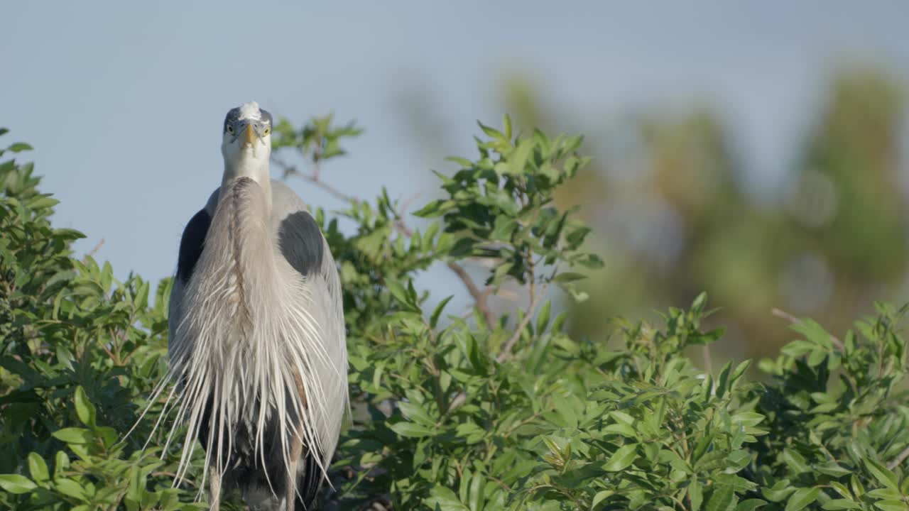 A majestic Great Blue Heron stands alert among green foliage under clear skies, displaying its long feathers