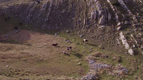 Big-group-of-wild-horses-grazing-at-Durmitor-National-Park-Montenegro-during-sunset,-aerial
